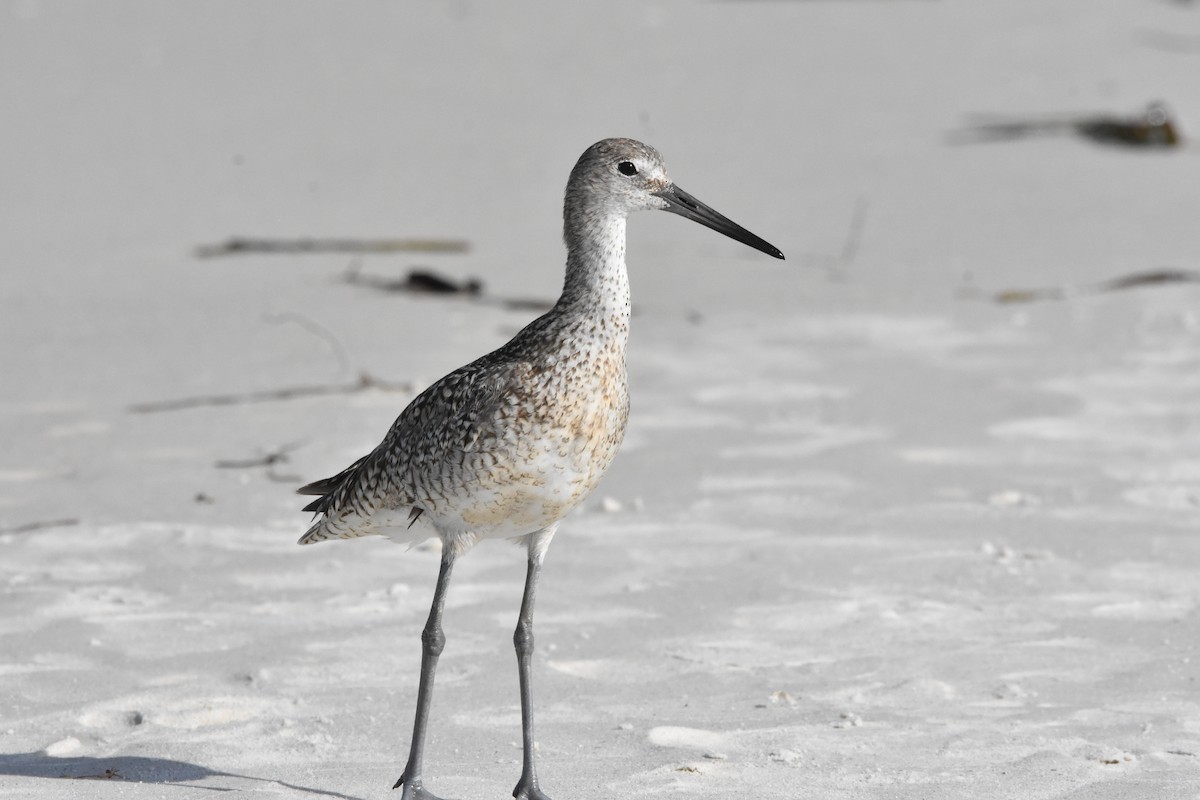 Willet (Eastern) - ML622079157