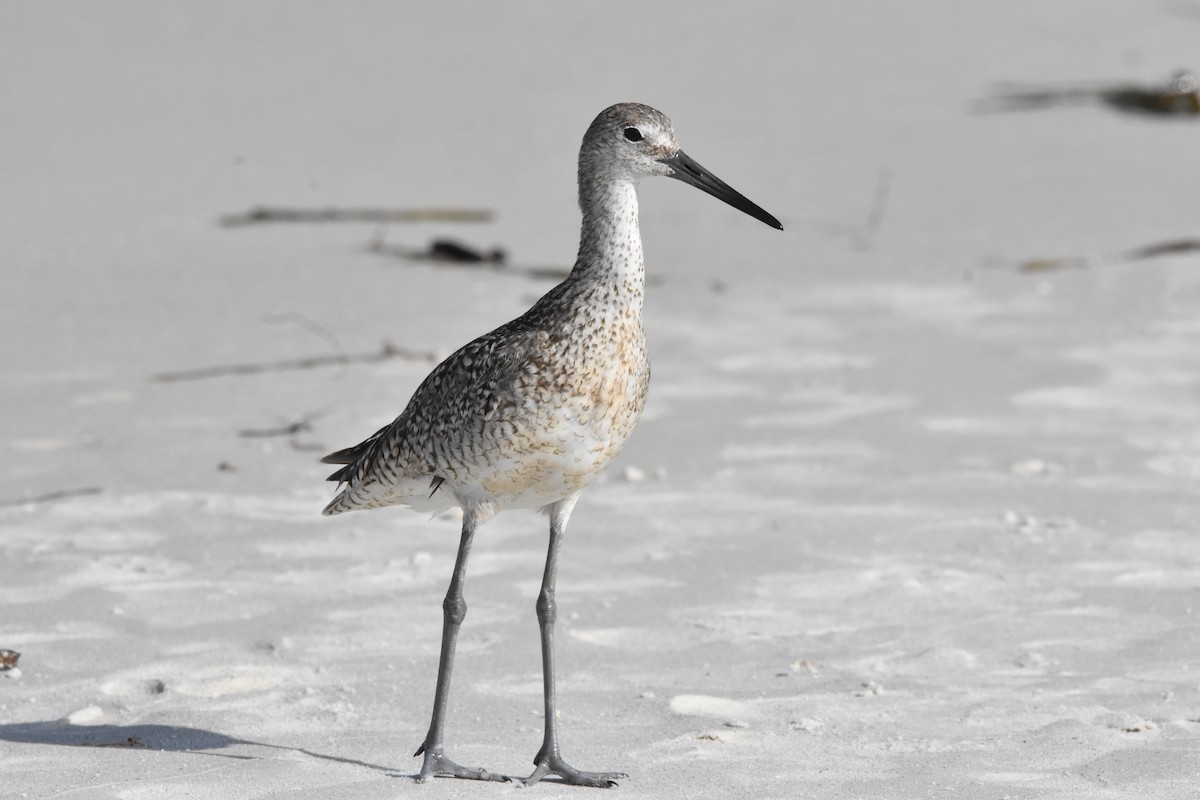 Willet (Eastern) - ML622079161