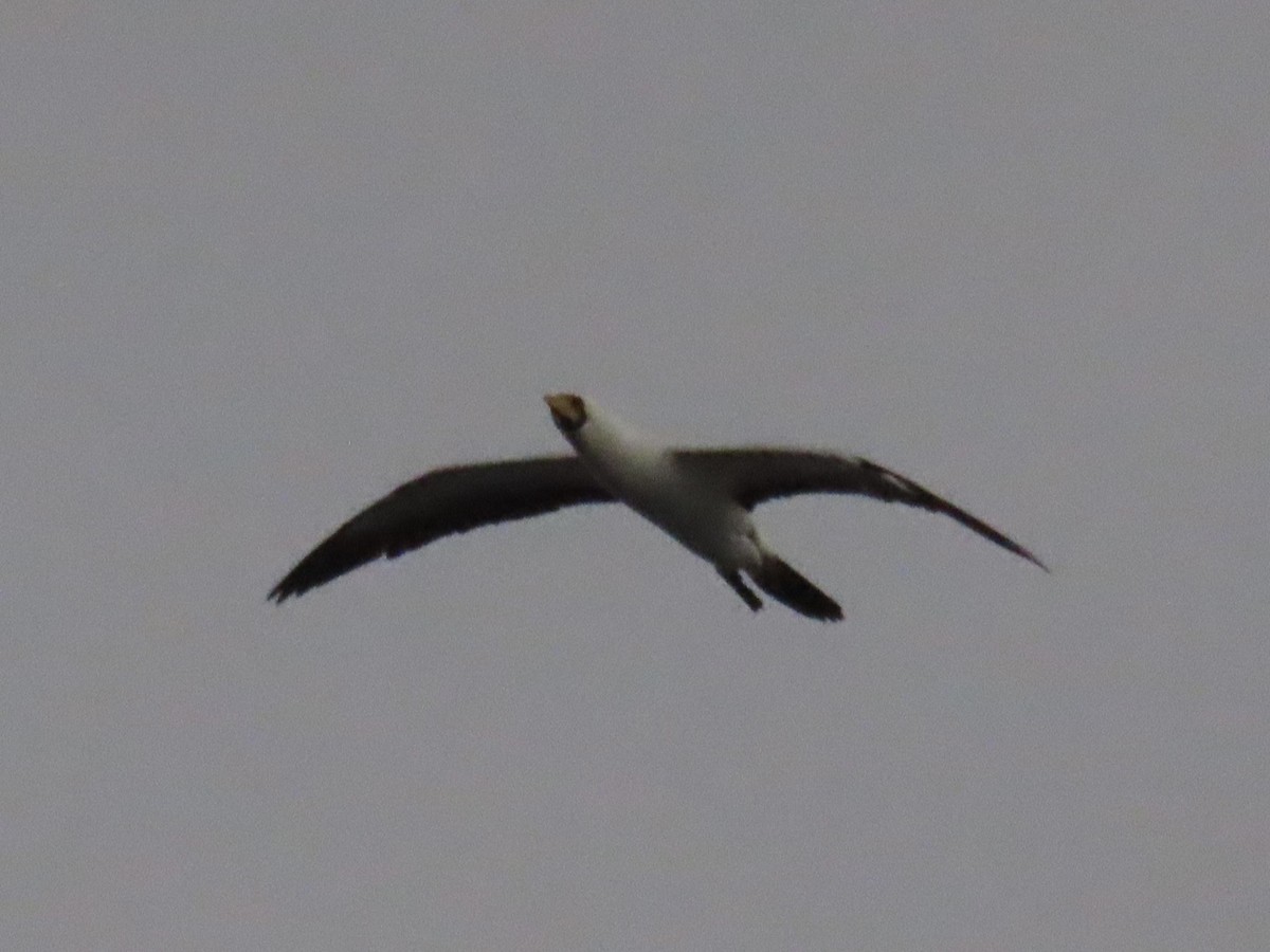 Masked Booby - ML622079163