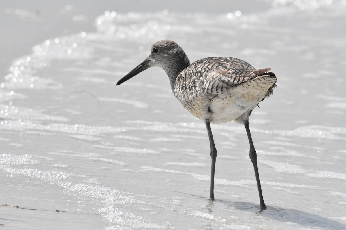 Willet (Eastern) - Katy Banning