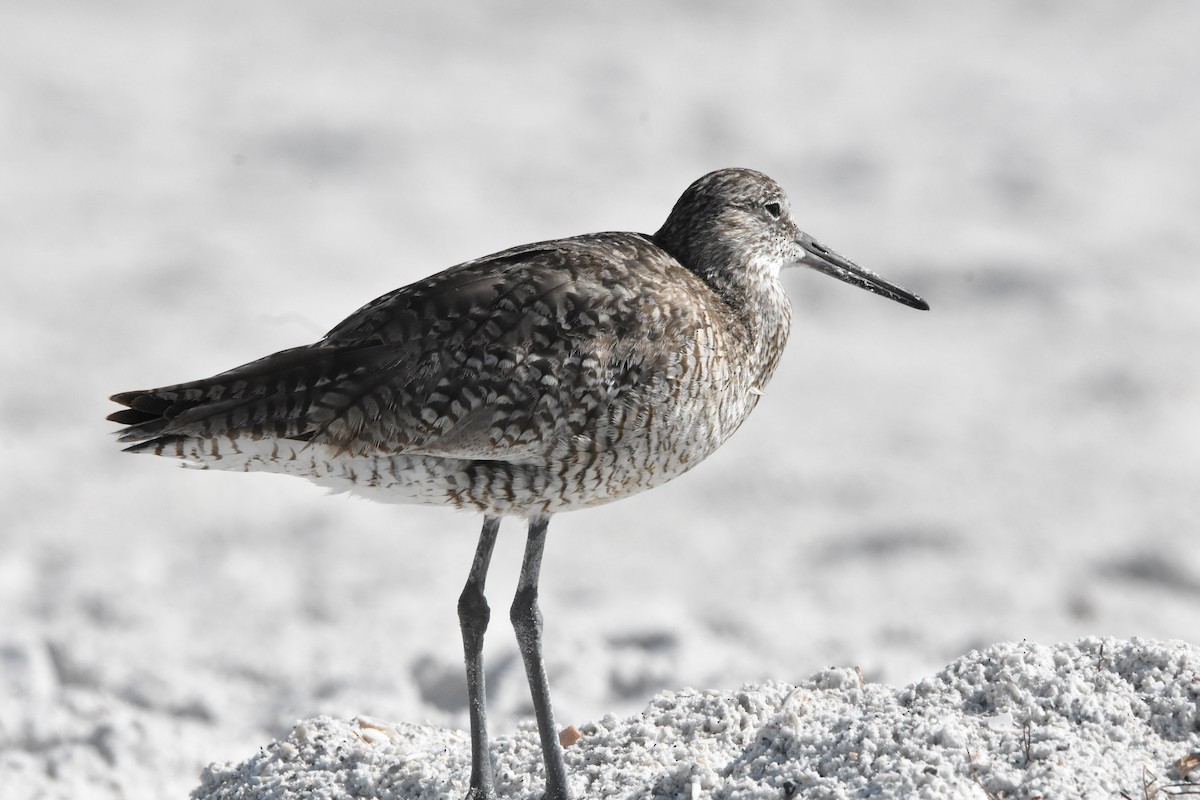 Willet (Eastern) - ML622079165