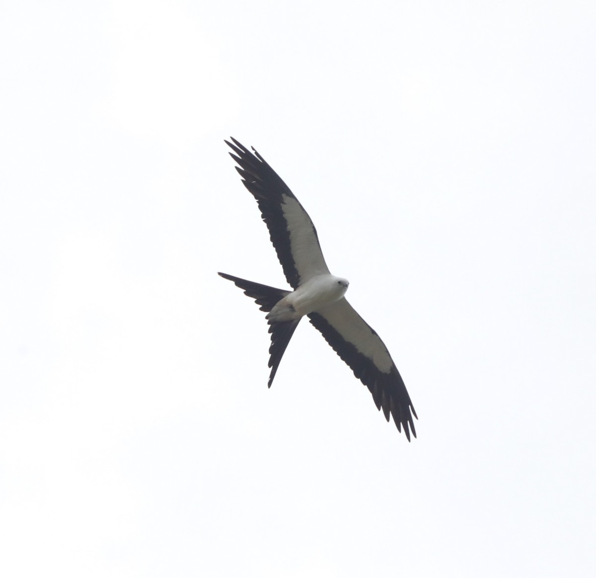 Swallow-tailed Kite - ML622079168