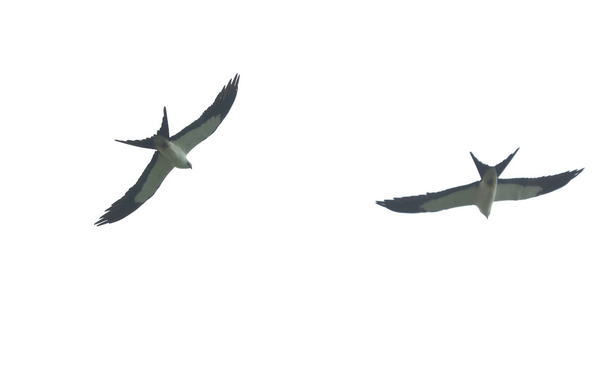 Swallow-tailed Kite - ML622079169