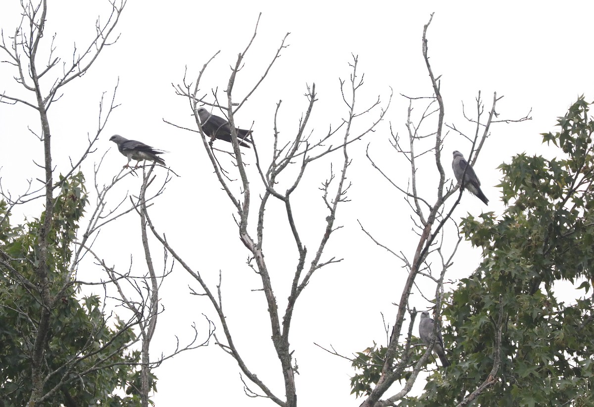 Mississippi Kite - ML622079170