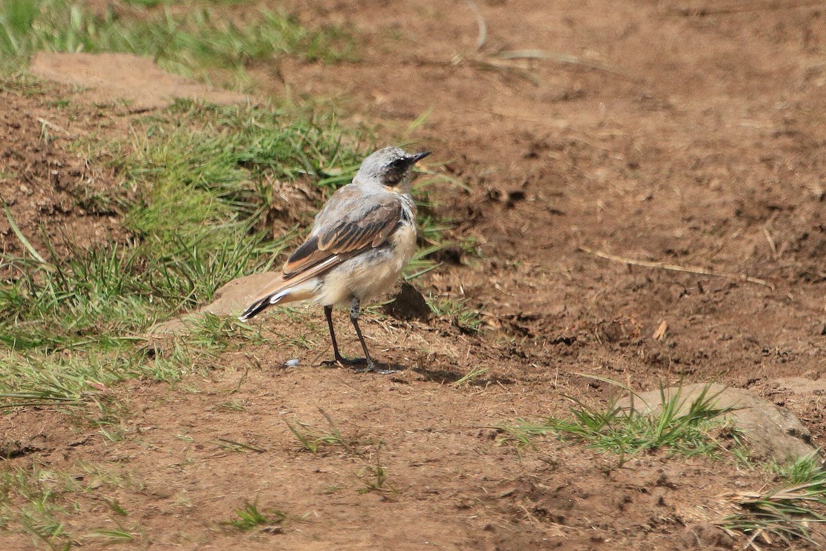 Northern Wheatear - ML622079171