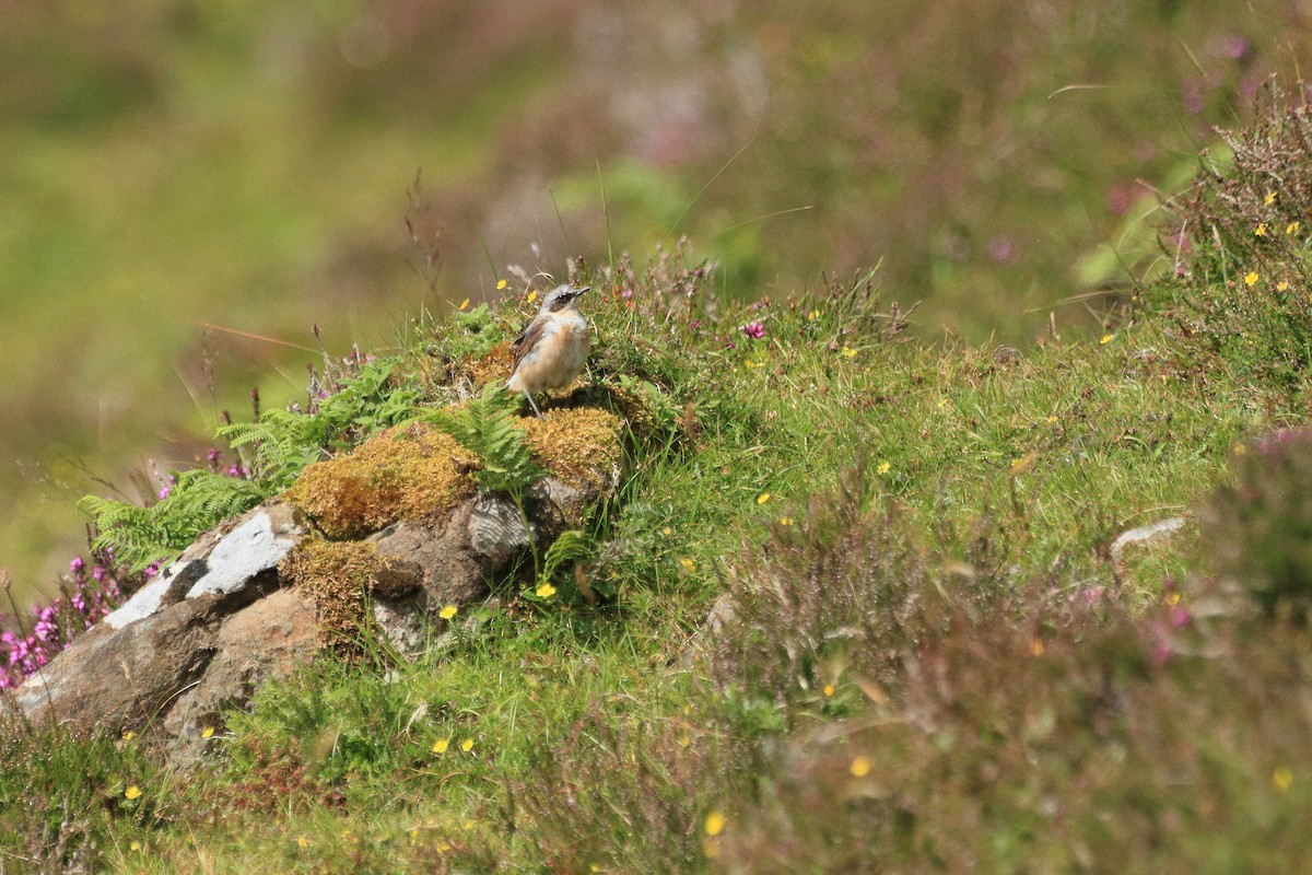 Northern Wheatear - ML622079172