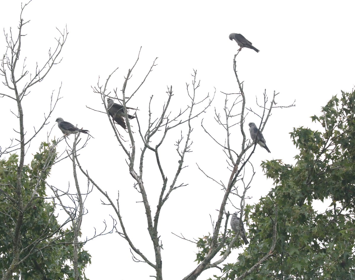 Mississippi Kite - ML622079173