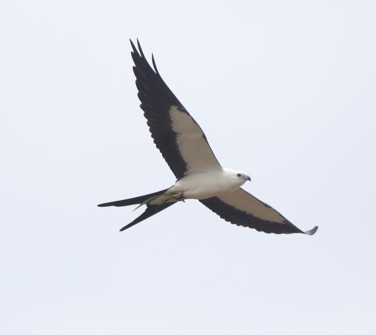 Swallow-tailed Kite - ML622079174