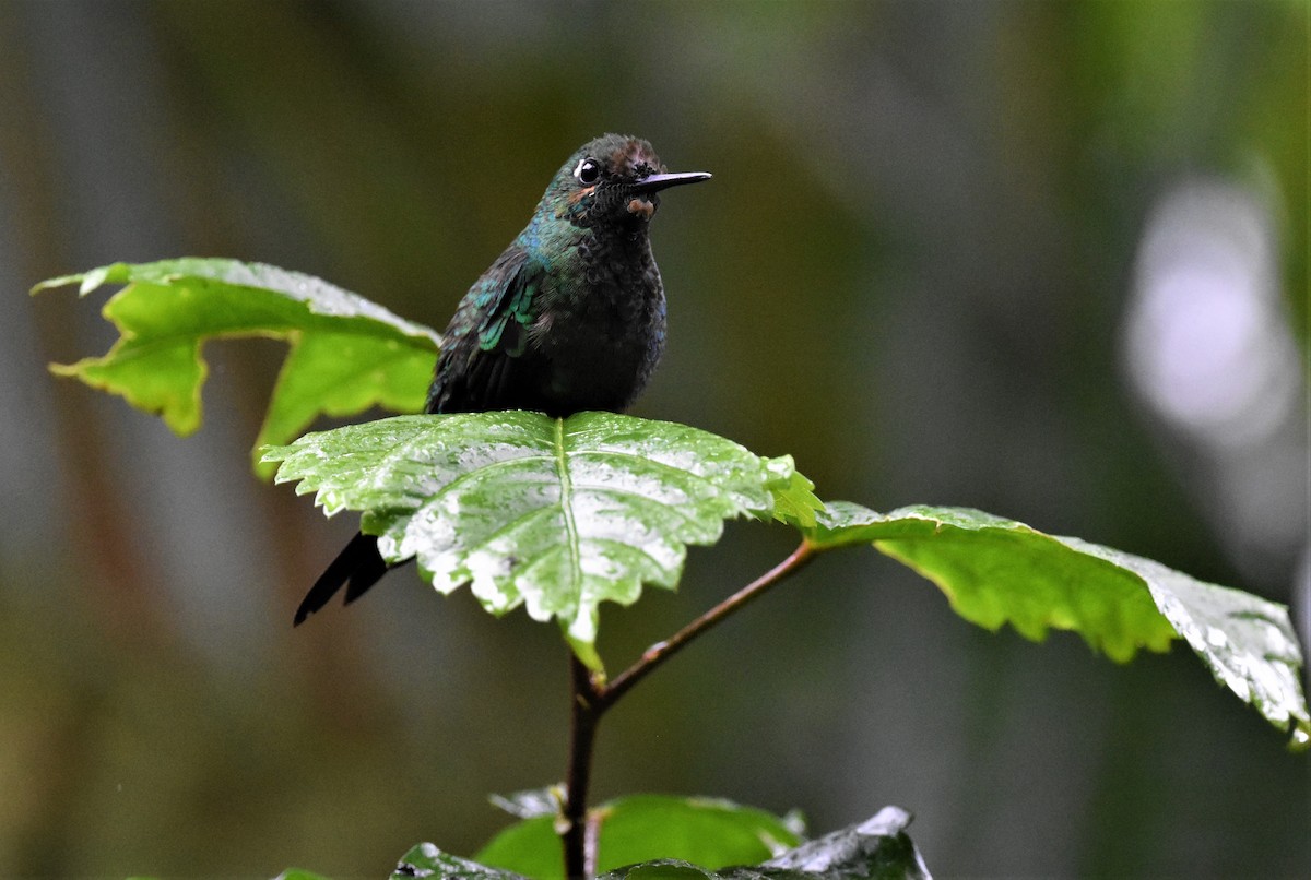 Green-crowned Brilliant - Jerry Davis