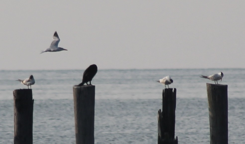 Caspian Tern - ML622079176