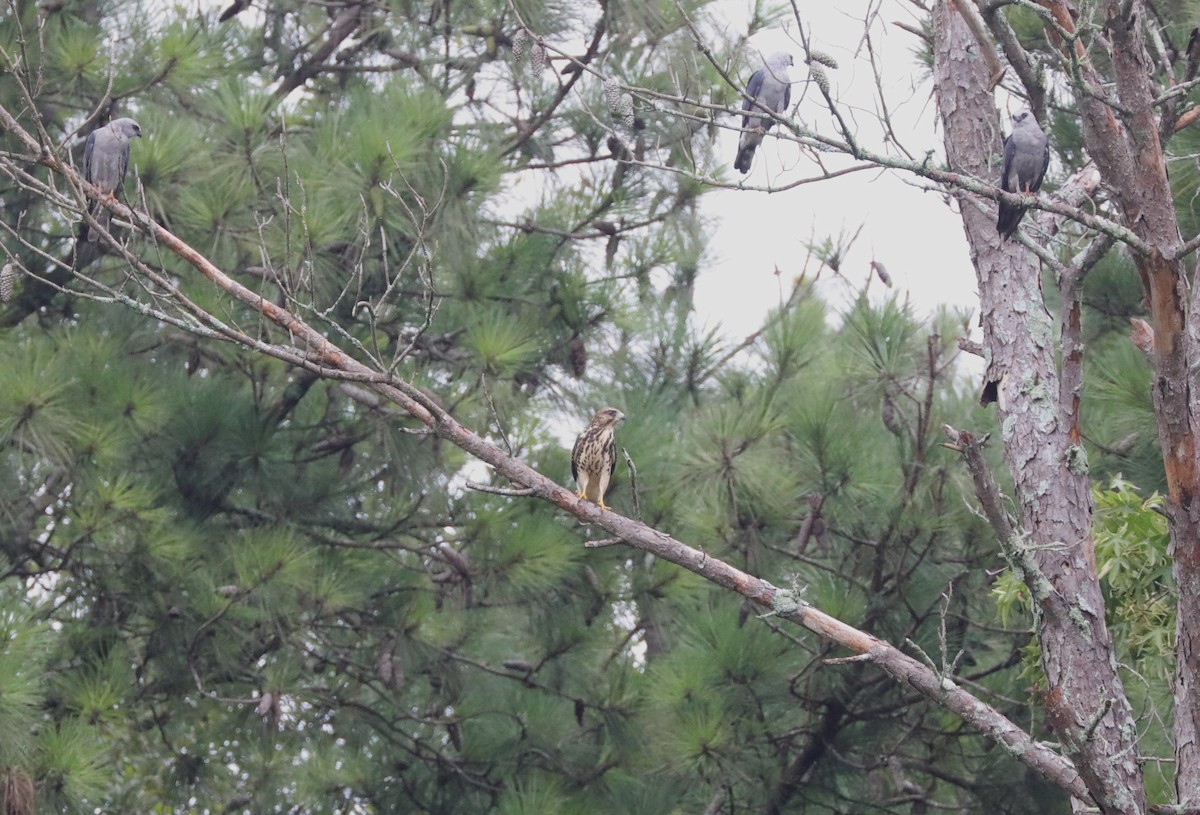 Red-shouldered Hawk - ML622079179