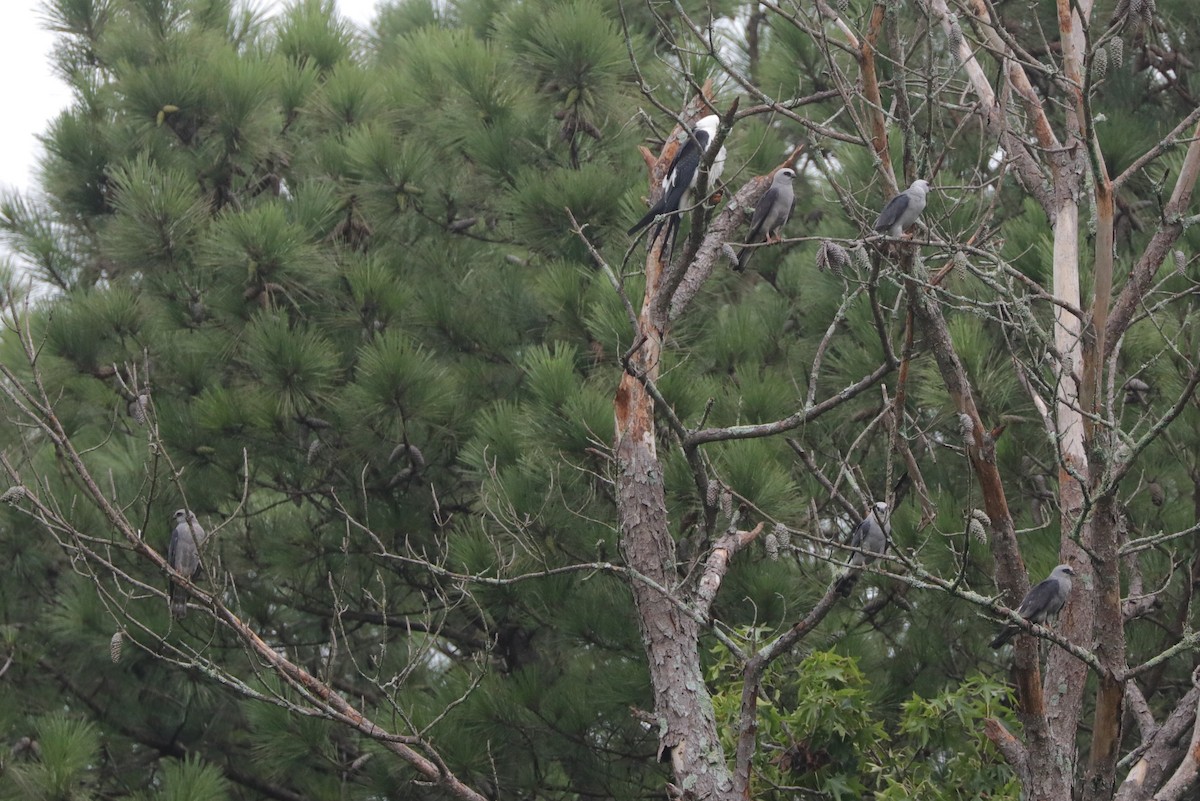 Mississippi Kite - ML622079180