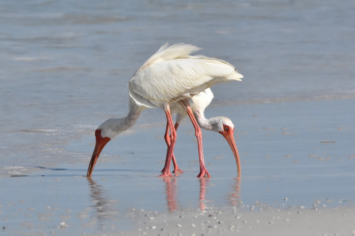 White Ibis - ML622079181