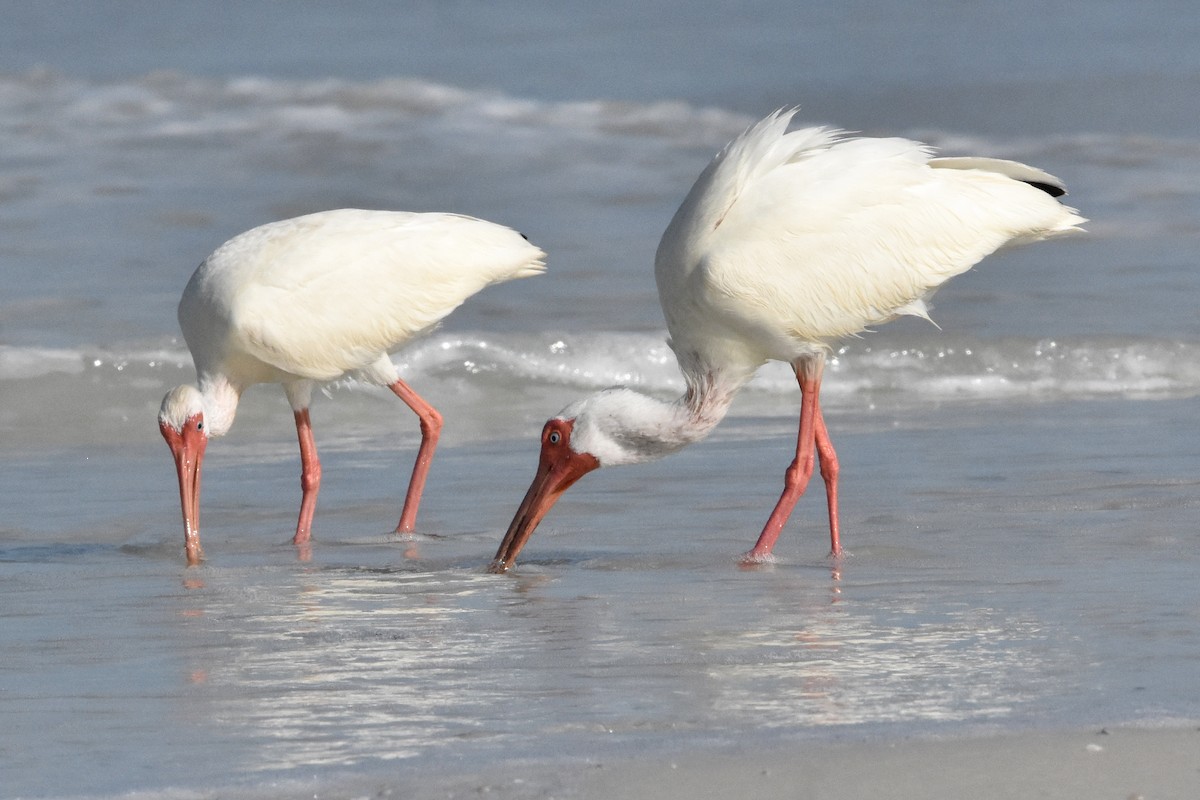 White Ibis - ML622079182