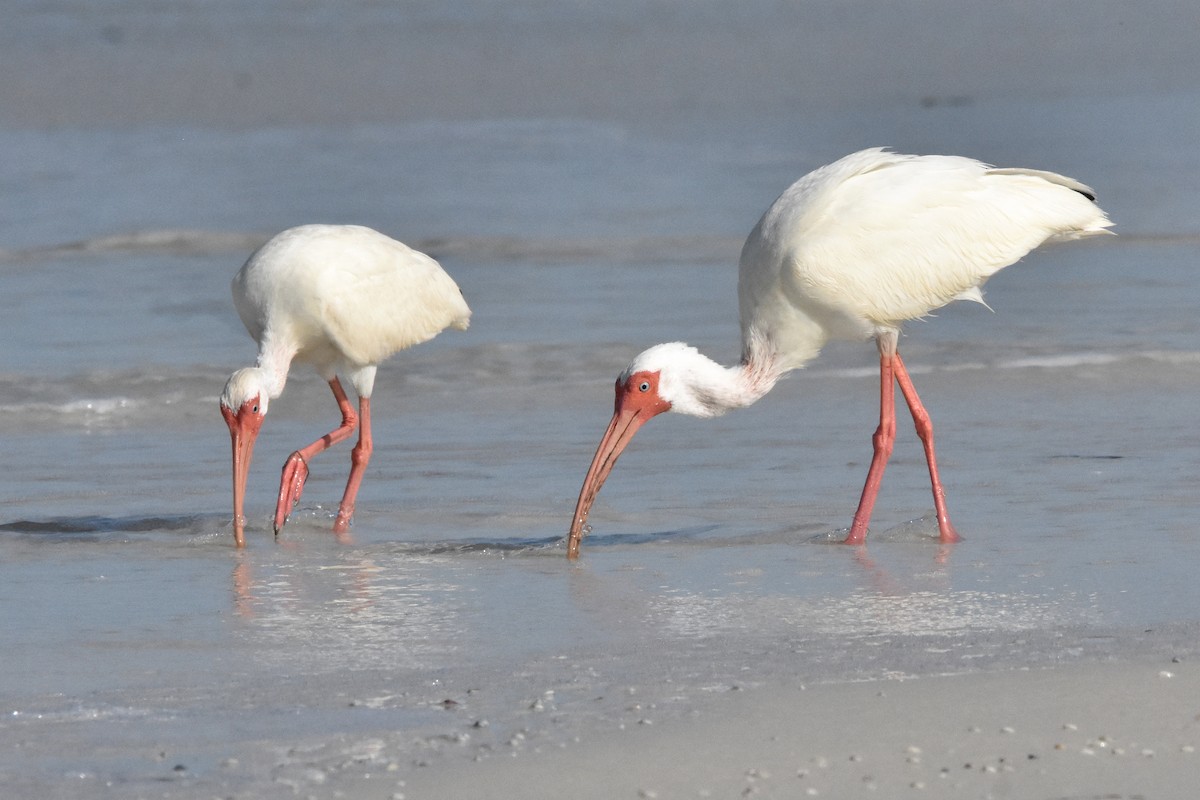 White Ibis - ML622079183