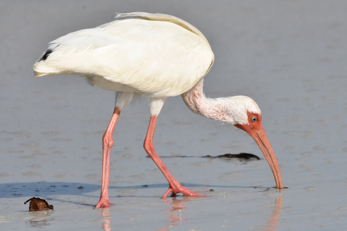 White Ibis - ML622079184