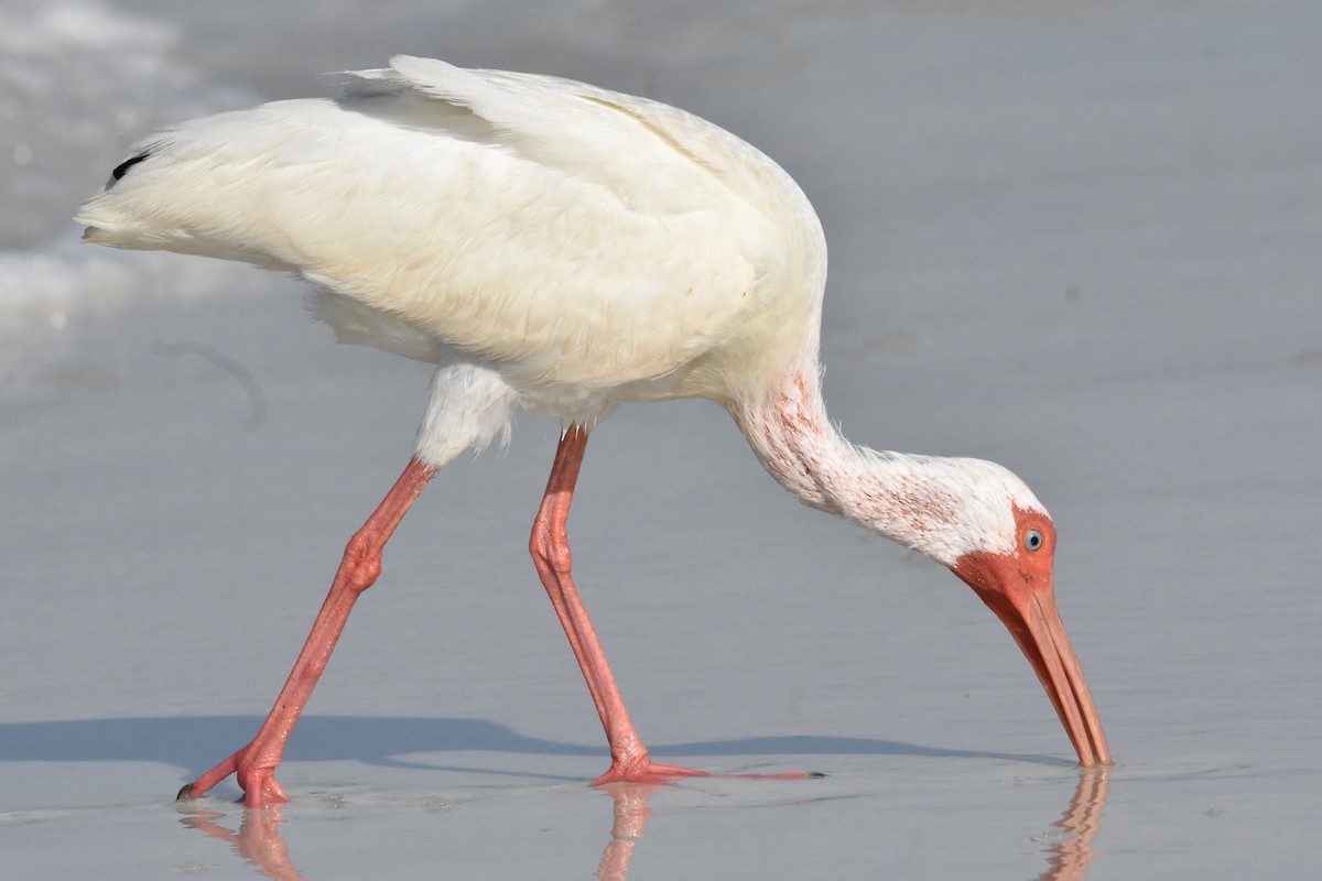 White Ibis - ML622079185