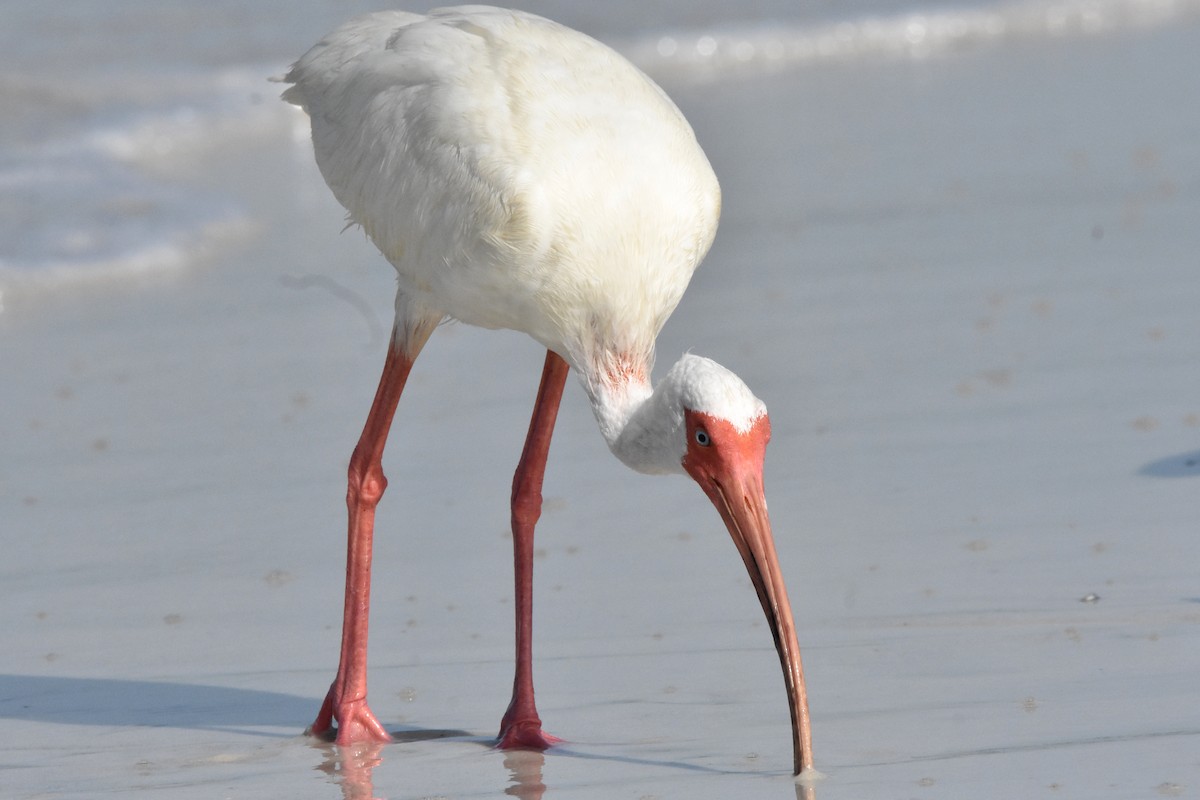 White Ibis - Katy Banning