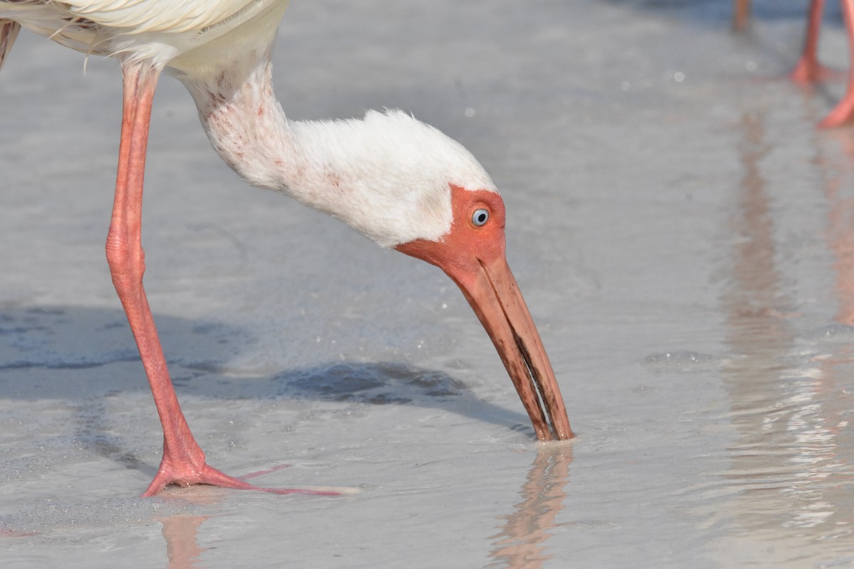 White Ibis - ML622079187