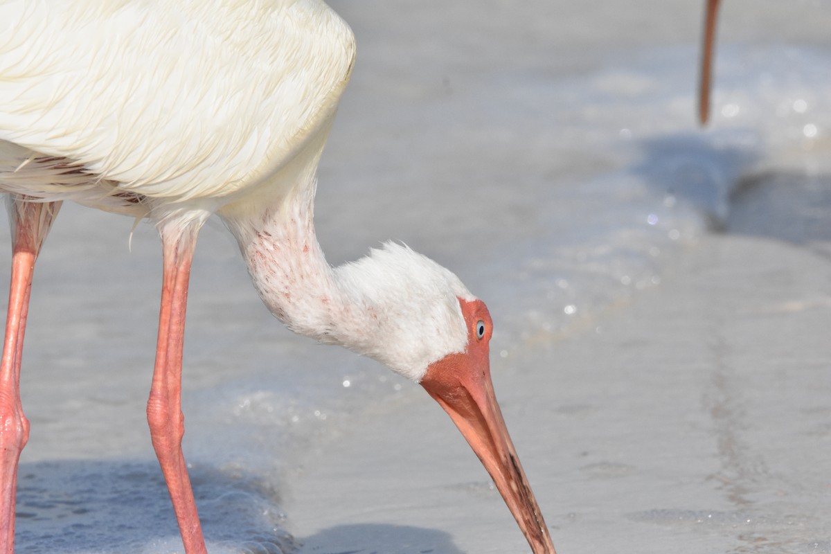 White Ibis - ML622079188