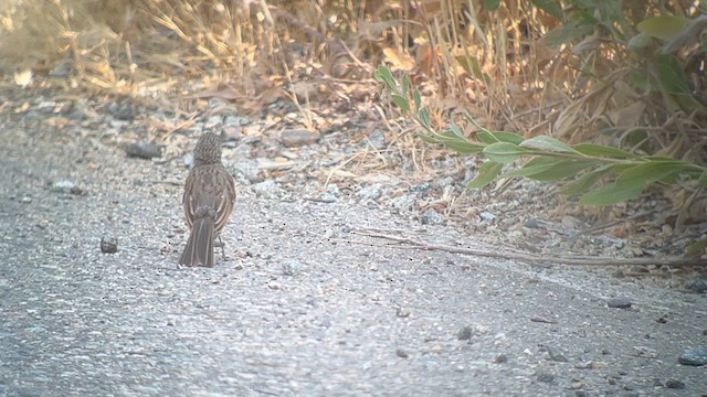 Bell's Sparrow - ML622079190