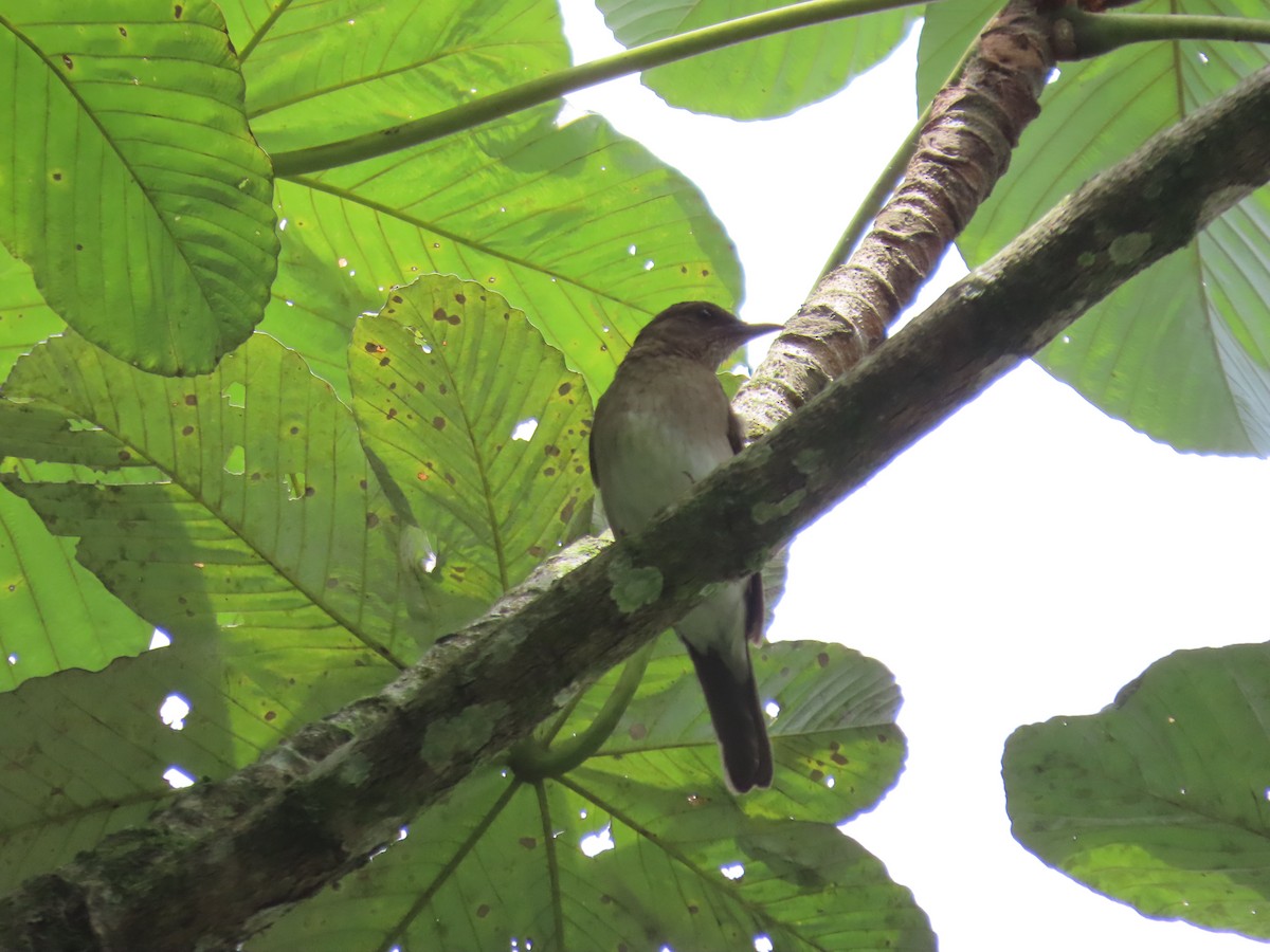 Black-billed Thrush - ML622079191