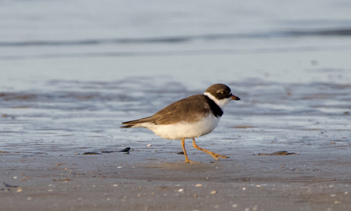Semipalmated Plover - ML622079193