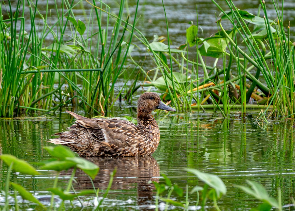 Northern Pintail - ML622079199