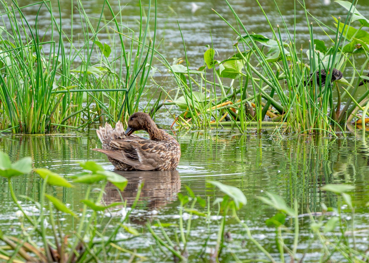 Northern Pintail - ML622079202