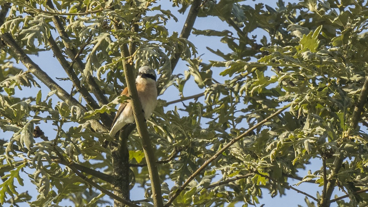 セアカモズ - ML622079212
