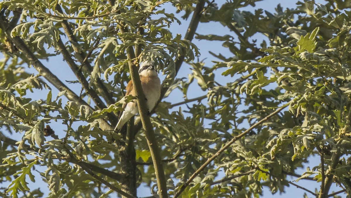 セアカモズ - ML622079218