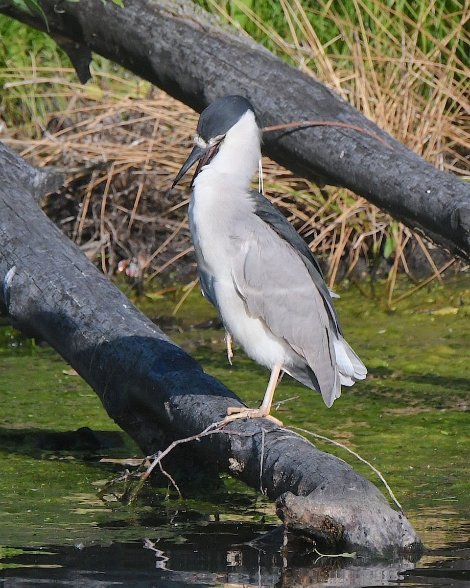 Black-crowned Night Heron - ML622079221