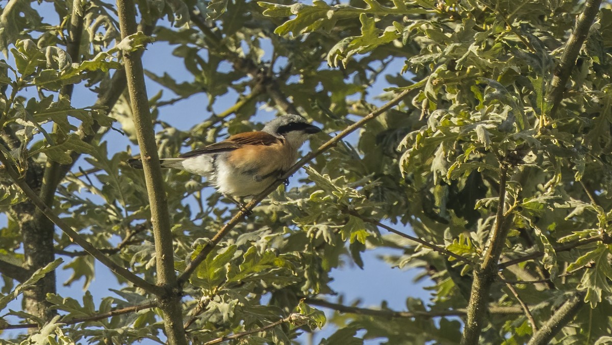 セアカモズ - ML622079222