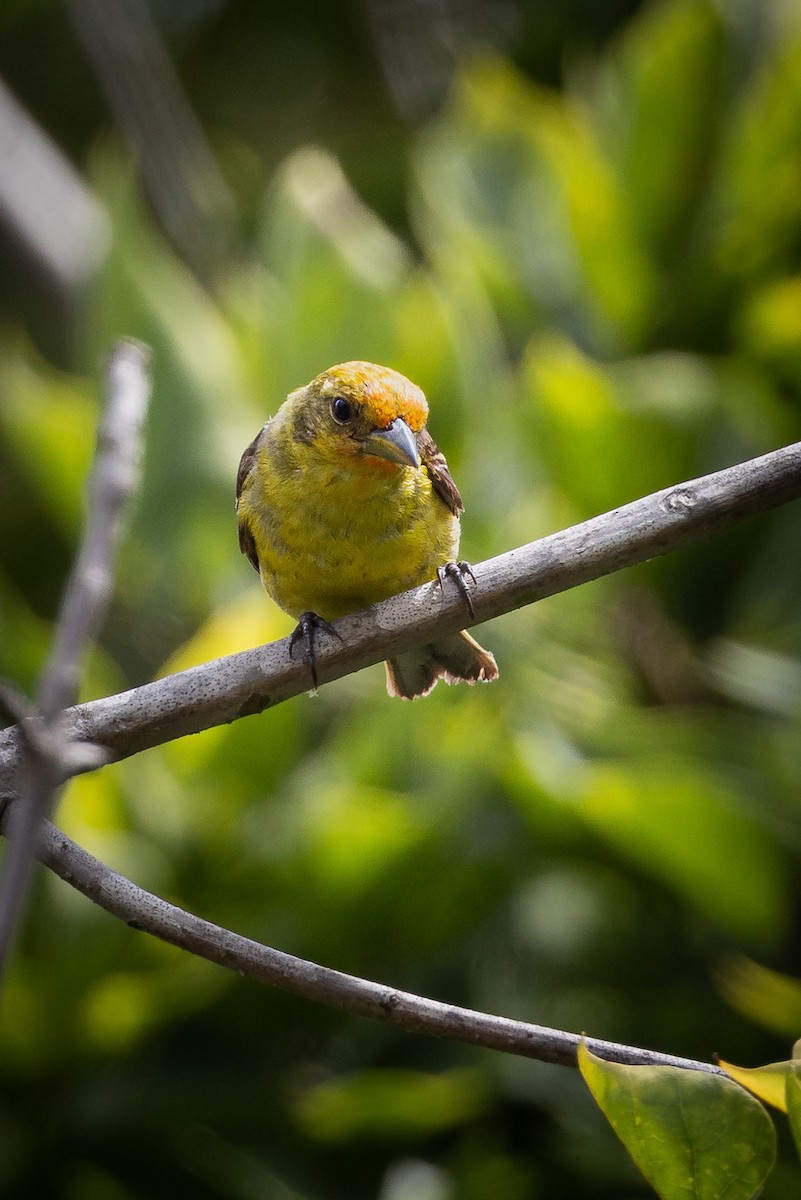 Western Tanager - Jill Dale