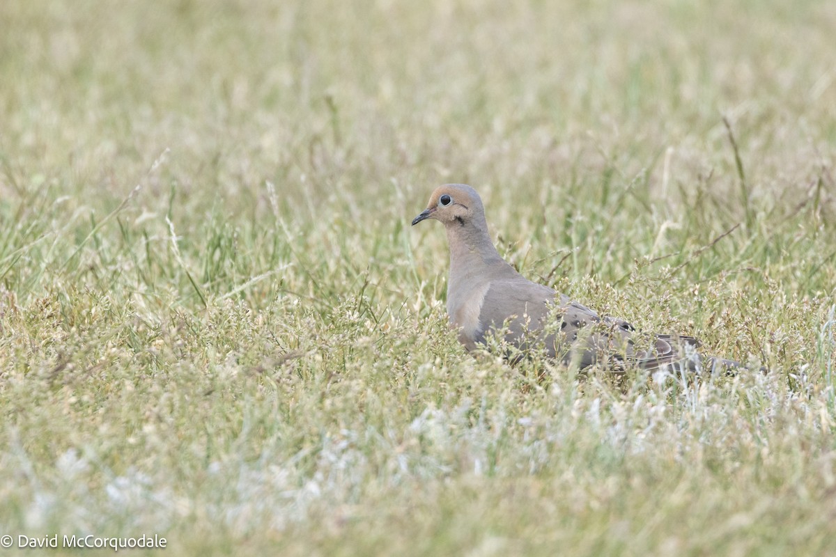 Mourning Dove - David McCorquodale