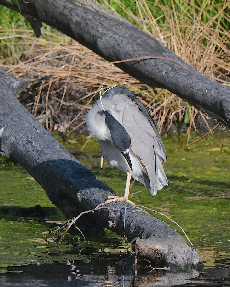 Black-crowned Night Heron - Ted Wolff