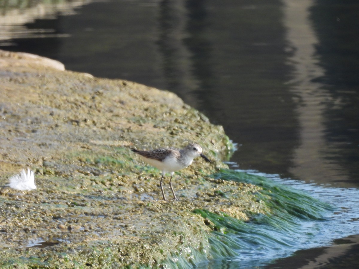 Semipalmated Sandpiper - Ann Branch