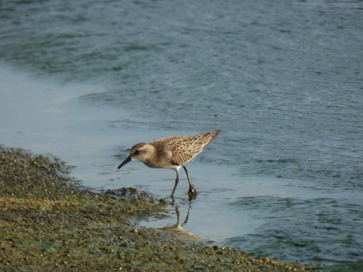 Semipalmated Sandpiper - Ann Branch