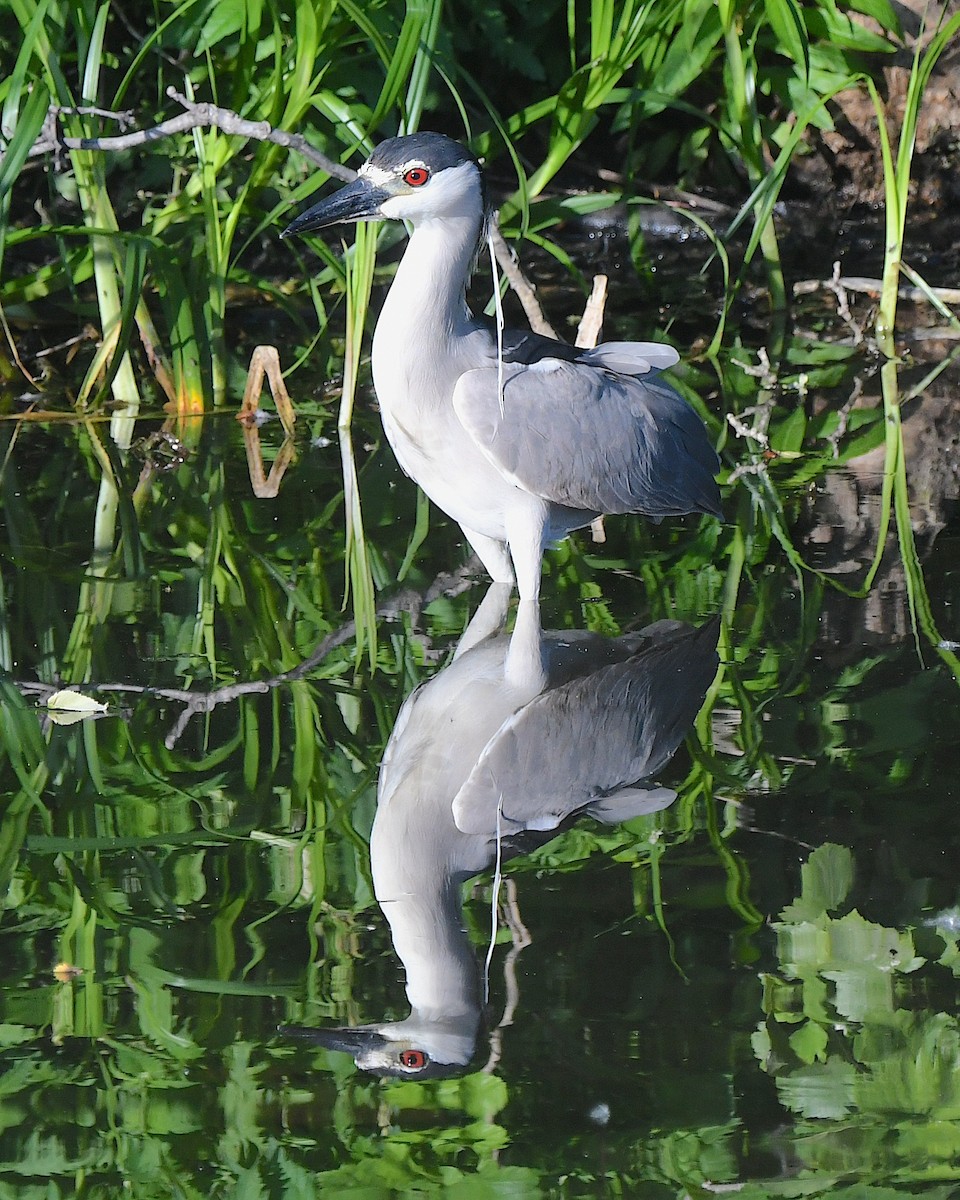 Black-crowned Night Heron - ML622079311