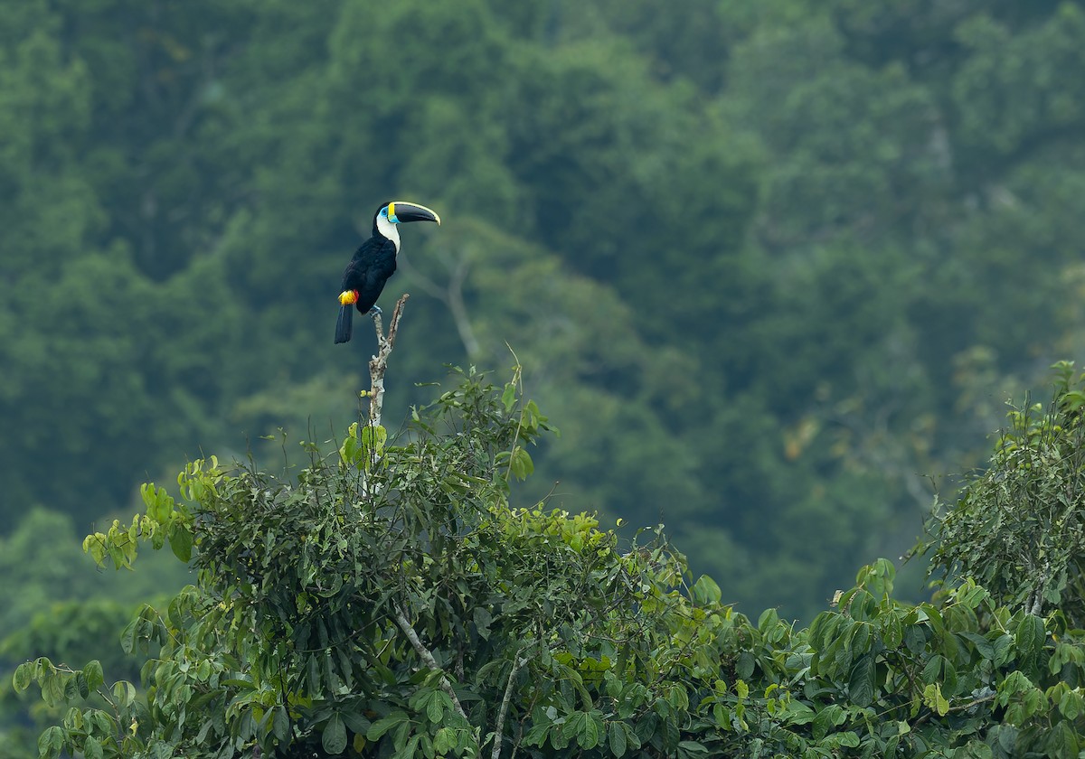 White-throated Toucan - ML622079321