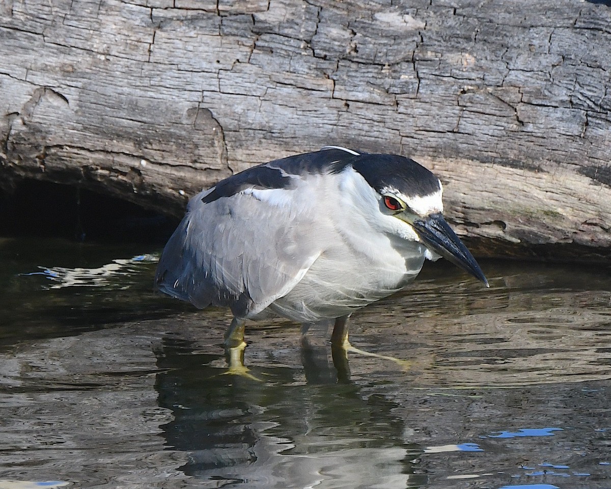 Black-crowned Night Heron - ML622079338