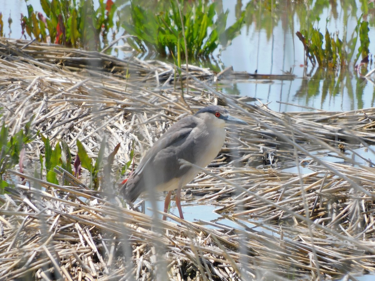 Black-crowned Night Heron - Olivia Fisher