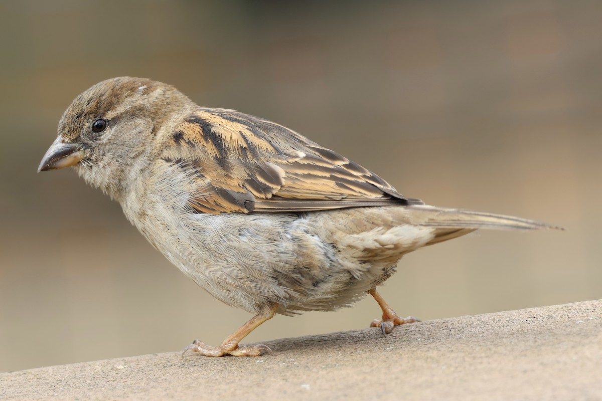 House Sparrow - ML622079355