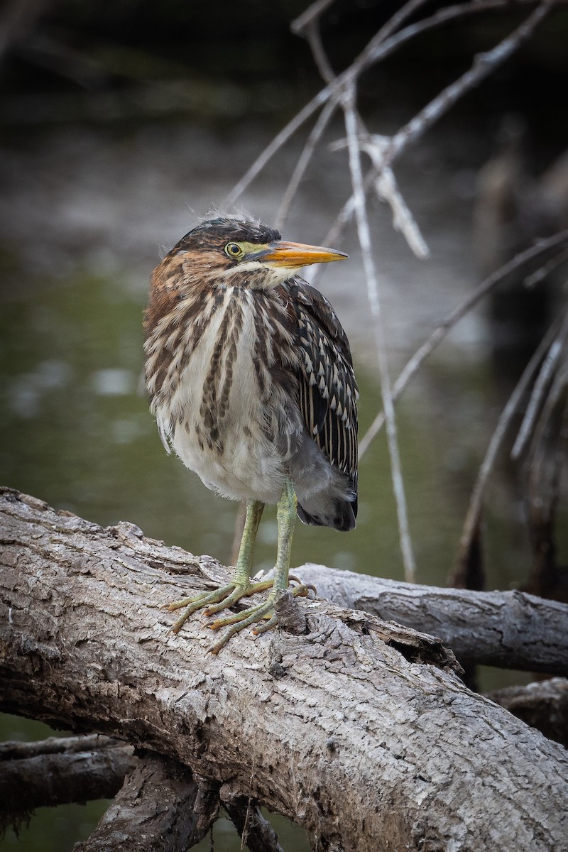 Green Heron - ML622079356