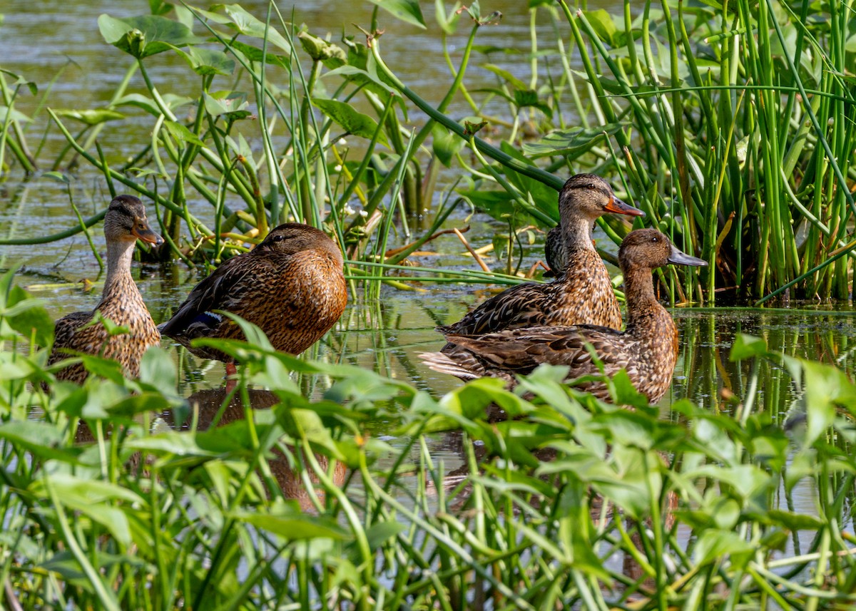 Northern Pintail - ML622079363