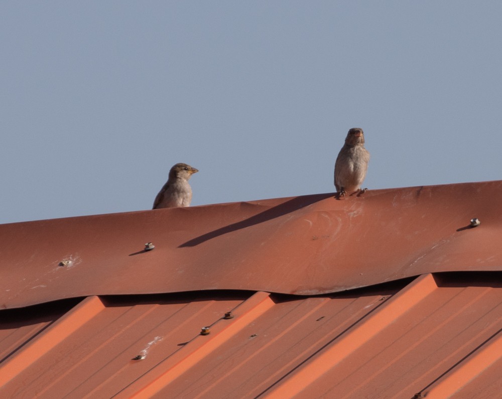 House Sparrow - ML622079376