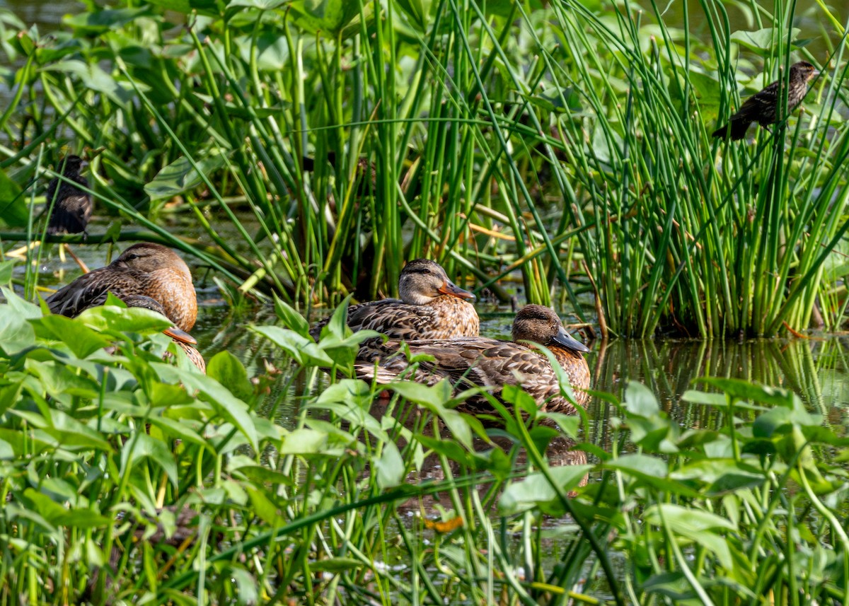 Northern Pintail - ML622079385