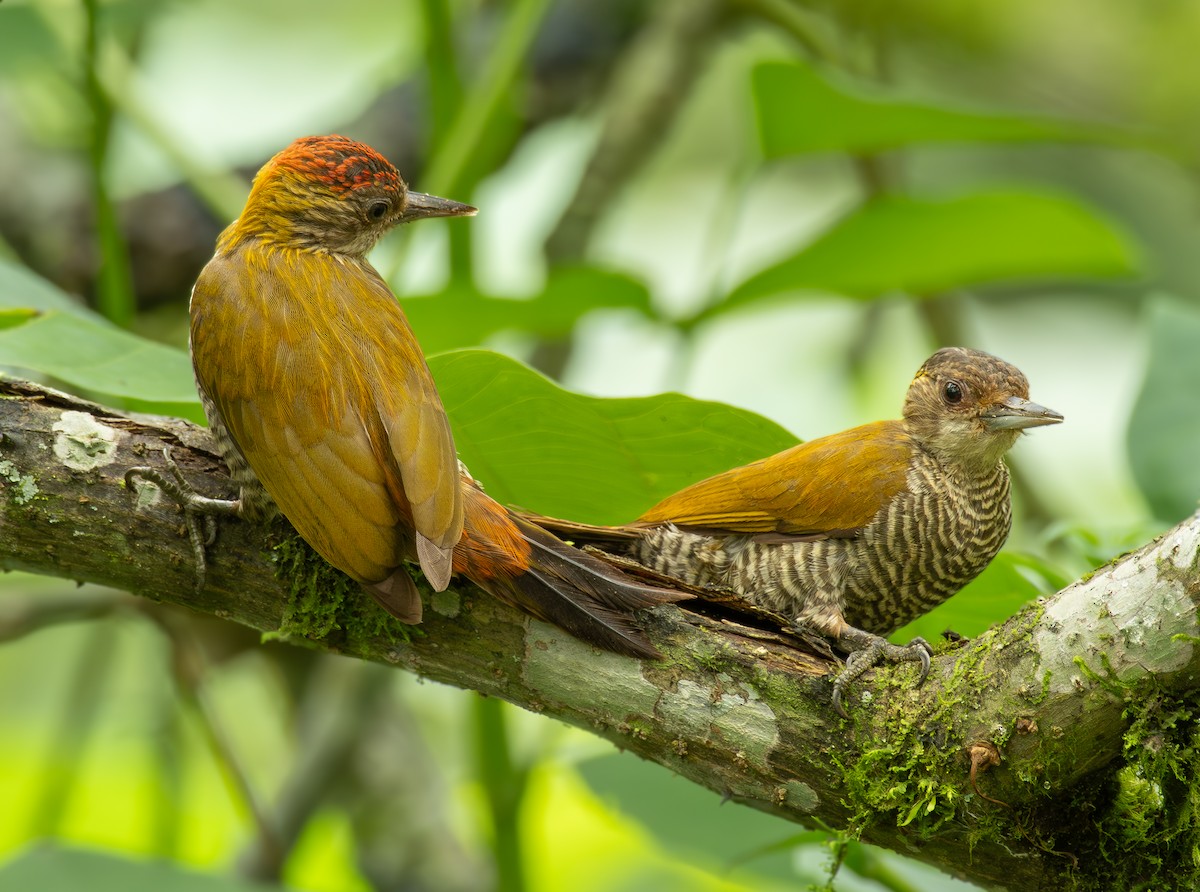 Red-rumped Woodpecker - ML622079386