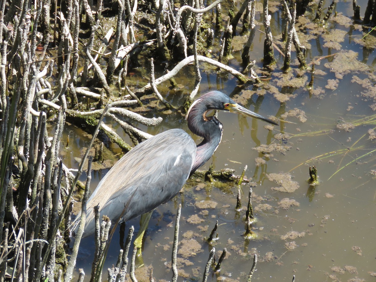 Tricolored Heron - ML622079419