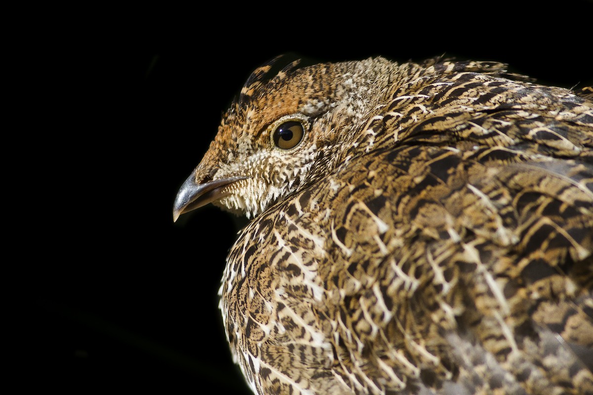 Sooty Grouse - ML622079421